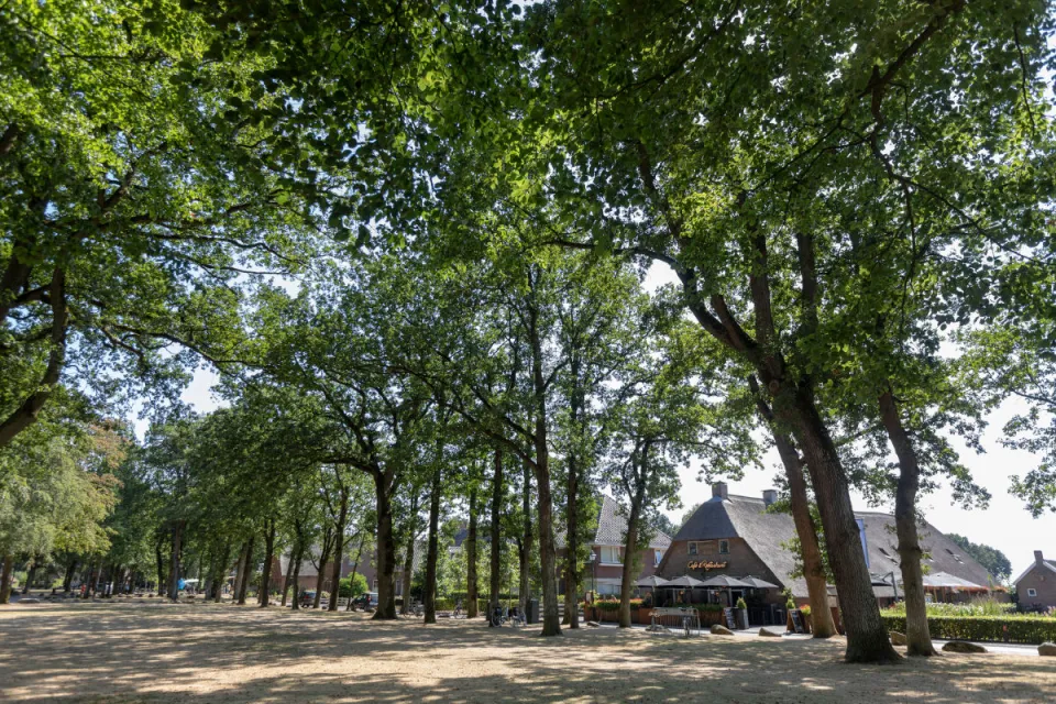 Hoge loofbomen langs een open plek met een gebouw in het bos bij Appelscha