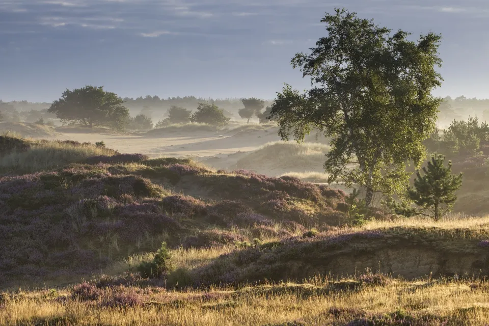 Heidelandschap met bomen in de ochtendmist in het Drents-Friese Wold bij Appelscha