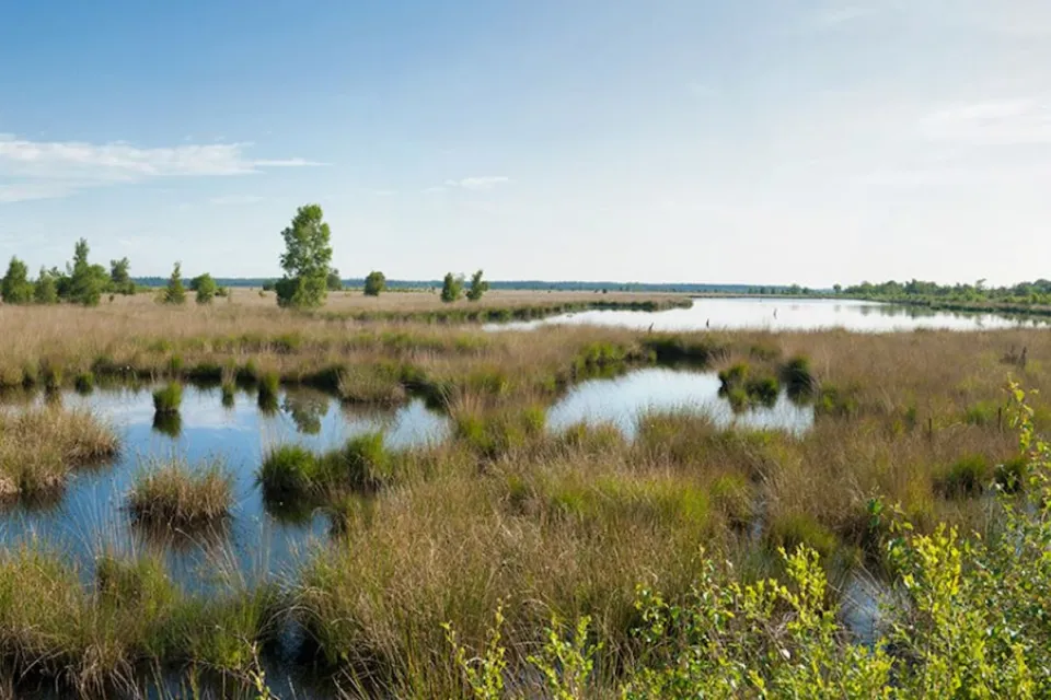 Waterrijk veenlandschap met riet en open water in het Fochteloerveen bij Appelscha