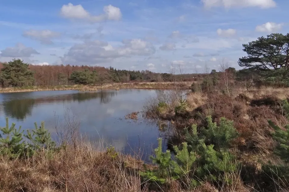 Vennetje omringd door heide en bos in natuurgebied de Schaopedobbe bij Appelscha