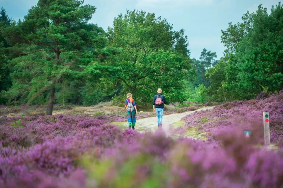 Twee wandelaars lopen over een pad door de paars bloeiende heide bij Appelscha